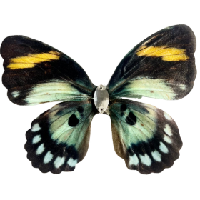 Accessory 3